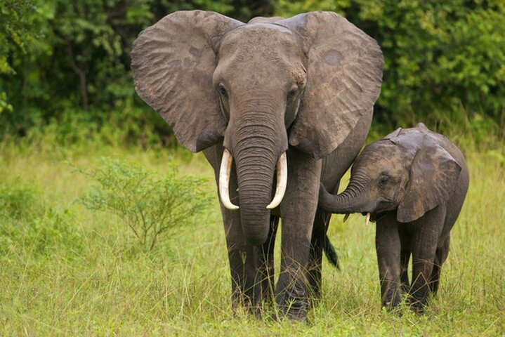 Full Day Isimangaliso Wetlands & Boat Cruise Tour from Durban - Photo 1 of 12